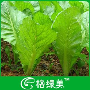 客家芥菜蔬菜种子阳台种菜盆栽高出芽率精装满38包邮