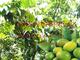 青橄榄-檀香果园区新鲜采栽保证当日采摘发货清火去胎毒