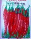 出售蔬菜种子南韩干椒