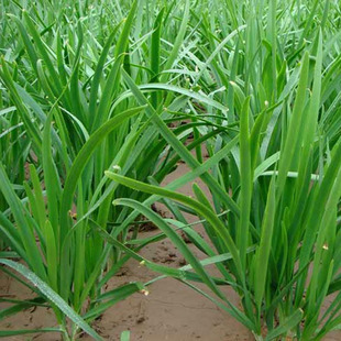 阳台 种菜 河南特产 发芽率高 韭菜 种子 有机 环