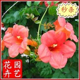 凌霄花苗-爬藤速度快-美国凌霄花大苗 可盆栽 成活98% 当年可开花