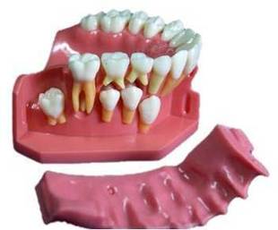 正品 牙列发育模型C 牙齿模型 儿童牙列发育模