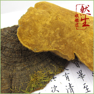  然生 正宗桑树桑黄 云南野生桑黄灵芝火木层孔菌 仅次于冬虫夏草