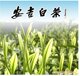 茶叶绿茶安吉白茶推广