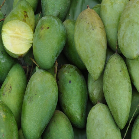 芒果,新鲜芒果,傣国芒果,青芒果,甜脆芒果,云南