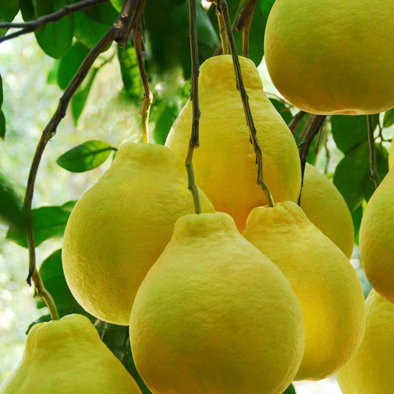 红心蜜柚排行榜红心蜜柚价格,汽车|音响|功放,导