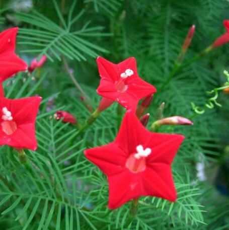 庭院爬藤花种子 藤本攀岩植物 花卉种子 茑萝 盆