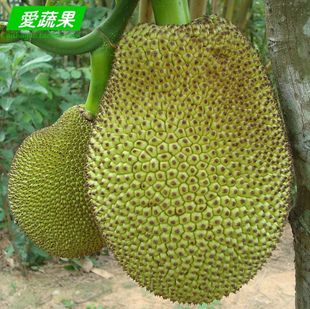  【爱蔬果】新鲜水果 优质泰国进口菠萝蜜 请拍25斤 北京配送