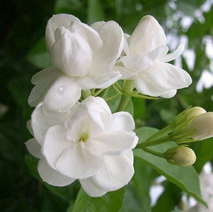 位称人间第一香洁白如玉的【茉莉花】净化空气 香味浓郁