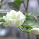 人间第一香洁白如玉的茉莉花（苗木）
