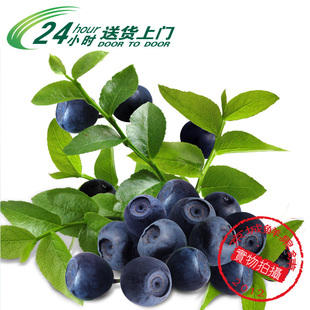  特价 智利进口有机新鲜 蓝莓 水果/护眼明目 儿童首选