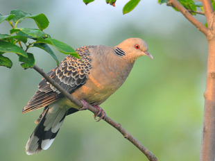 斑鸠声音 用于电媒声音 可以观察斑鸠生活习性