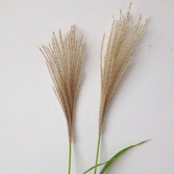 simulation Botany Reed flowers Aloe flower Dried flowers spring and autumn Reed leaves engineering Museum decorate Direct sellingin the Home accessories , Vase/Flower/Artificial flowers/Imitation jewelry , Artificial flowers/Artificial flower category - from Buy2taobao.com to provide professional Taobao agent buy service