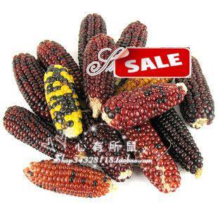 Tasty mini corn molar rabbits chinchillas guinea pigs hamster squirrel the molar stick 160g