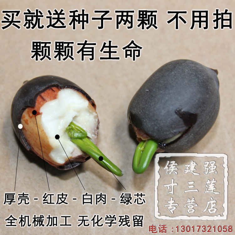 带壳莲子 不用拍也赠 田里摘回的样子 见证莲子的结构和原汁原味在类目 粮油米面/南北干货/调味品, 南北干货/肉类干货, 干货/土特产, 莲子中 - 来自Buy2taobao.com提供专业的淘宝代购服务