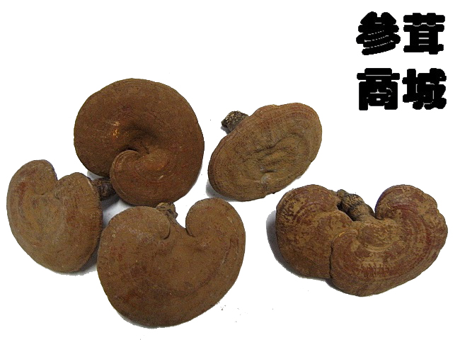 丰均东北特产长白山灵芝合作社基地直供灵芝125克15元|ruв категории традиционные питательный пища, ганодерма, подрезка ганодерма - от Buy2taobao.com для оказания профессиональной услуги покупки агента Taobao