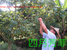 自家种植新鲜青橄榄药用檀香 慢性咽炎扁桃体炎宝宝咳嗽福建特产