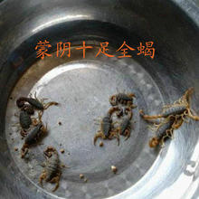 蒙阴十足全蝎 山蝎子 活蝎子 65元50g 半斤以上包邮