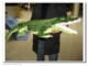 高档超逼真鳄鱼 仿真鳄鱼