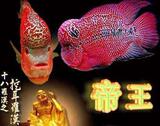 大特价【珍珠马骝罗汉鱼小苗】花罗汉（全国快递包活）