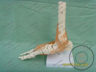 人体踝关节模型 脚关节韧带模型 人体模型 脚趾