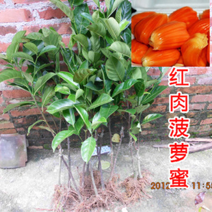  买四送一/红肉菠萝蜜苗 橙红色诱惑 树菠萝蜜树苗 限量发售