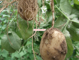  苏北农家自种 小土豆  马铃薯 绿色无公害 时令蔬菜