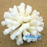 taobao english 14947507624