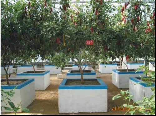 星农业工程发展有限公司提供辣椒树种植技术 