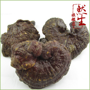  然生 云南野生赤灵芝红灵芝 野生品质保证 赤芝养生保健 包退！