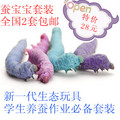 蚕宝宝/蚕宝宝饲料/七彩蚕特惠套装/生态玩具/养蚕作业 无须桑叶