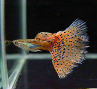 Red Kusao(Red grass) Purebred guppy Tropical Fish Credit~ 9.8 Yuan one pairin the Pet/Pet food and supplies , Aqua World , Fish category - from Buy2taobao.com to provide professional Taobao agent buy service