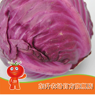  农场直供_东升紫甘蓝_新鲜紫包菜_健康蔬菜 广东配送（500g）