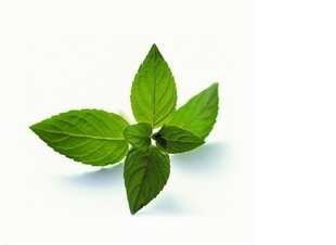  绿光味影 新鲜薄荷 薄荷叶 小薄荷 新鲜香料 农场自销 有机品质