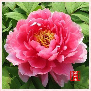 家庭种植盆栽牡丹花苗 当年开花 包成活 新七福