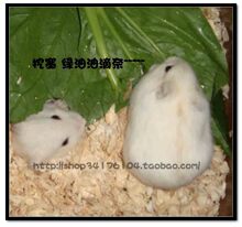 家养特价 金狐仓鼠宝贝 仓鼠 宝宝 宠物 银狐公公奶茶布丁均有货