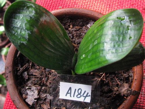 花卉/绿植盆栽,秒杀特价 <em>十姐妹</em>蔷薇3年苗 销量