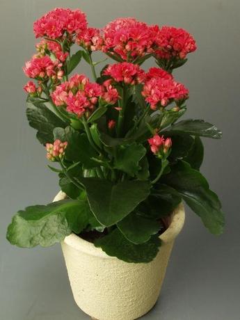 长寿花\/死不了开花盆栽花卉 绿植盆景桌面创意