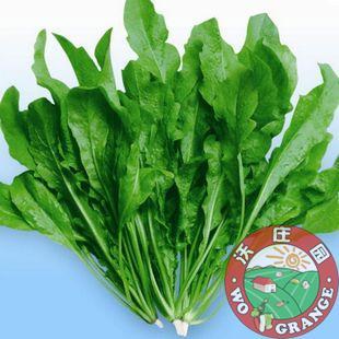  好评如潮!农家荠菜无公害500克新鲜蔬菜菜市场馄饨饺子发货请咨询