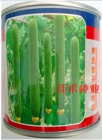 泰国引进 玉龙丝瓜种子 耐寒抗热 早熟高产 亩产