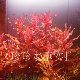 Leopard Red Butterfly,Aquatic herb Leopard Red Butterfly Red Butterfly(Production)Special Offer-Zhenzhen plants(1)in the Pet/Pet food and supplies , Aqua World , Aquarium fish tanks and other equipment , Aquatic category - from Buy2taobao.com to provide professional Taobao agent buy service