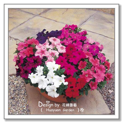 花缘咸菜 进口花种*荷兰HEM*矮牵牛*迪斯科系列10粒普通种