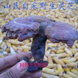  红旗渠]自采新鲜赤灵芝 纯野生林芝统货 灵芝片粉 抗癌提高免疫力