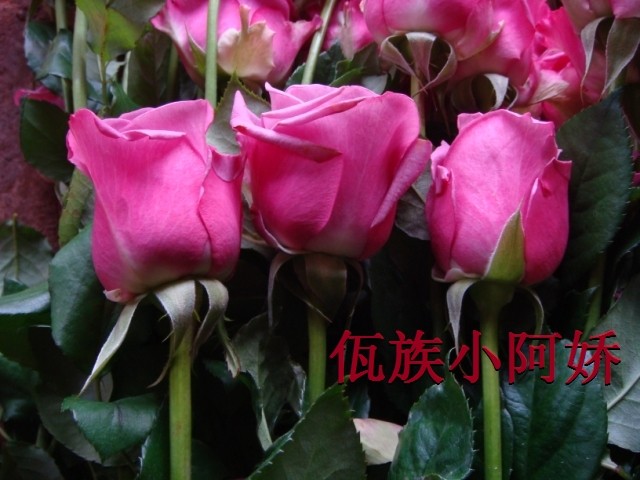 <em>酷妹</em>冷美人2012哪种好?<em>酷妹</em>冷美人2012价格