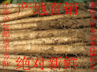  出口级两年生新鲜牛蒡根20斤50元/江浙沪皖包邮 牛蒡茶