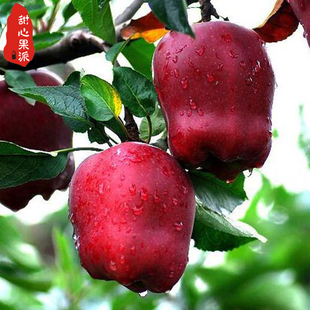  甘肃天水花牛苹果 国产特级红蛇果 5斤装 新鲜水果 江浙沪包邮
