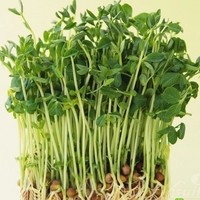 水培豌豆苗-豆芽无土栽培四季种包邮芽苗菜种