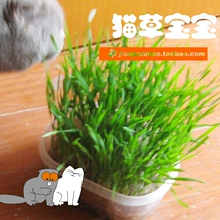 独家新品 大号猫草宝宝 已经种植好 猫咪狗狗都爱吃 GW1KG