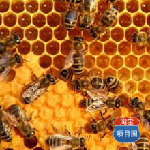 蜜蜂养殖技术大全 养蜂技术套装（9个光盘+2本书籍）