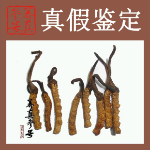  同仁堂级别虫草--西藏那曲冬虫夏草,大断草,相当于3条/克断了